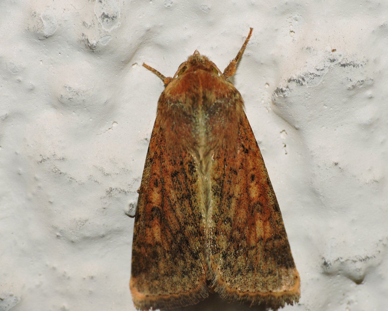 Richiesta Id - Helicoverpa armigera